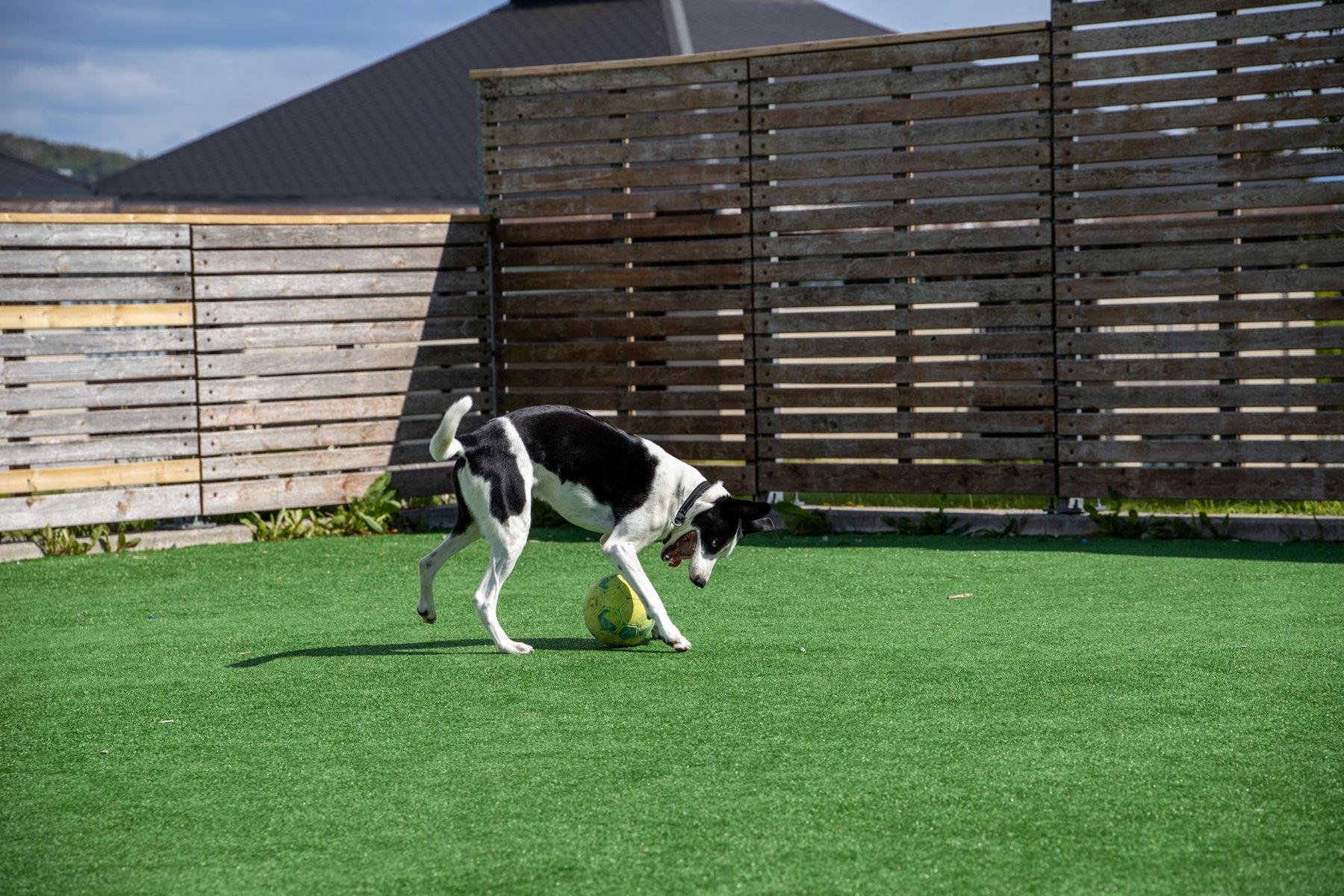 Pet-Friendly Turf in Scottsdale AZ