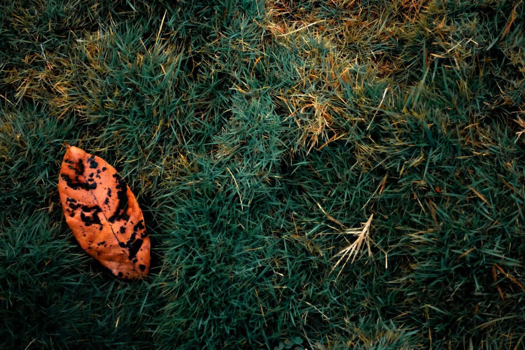 Turf Repair & Refresh in Scottsdale AZ