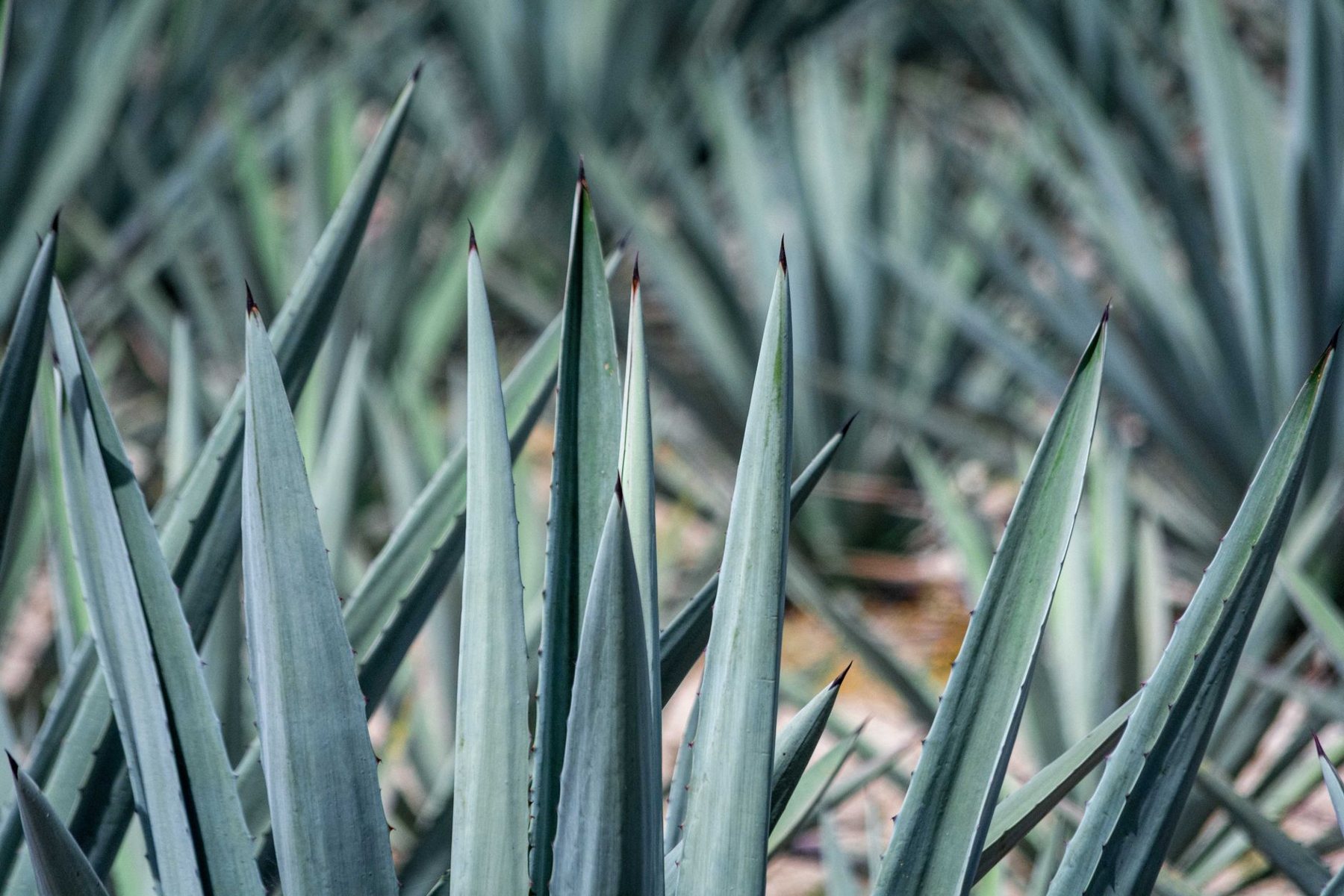 Desert xeriscape design in Scottsdale, AZ